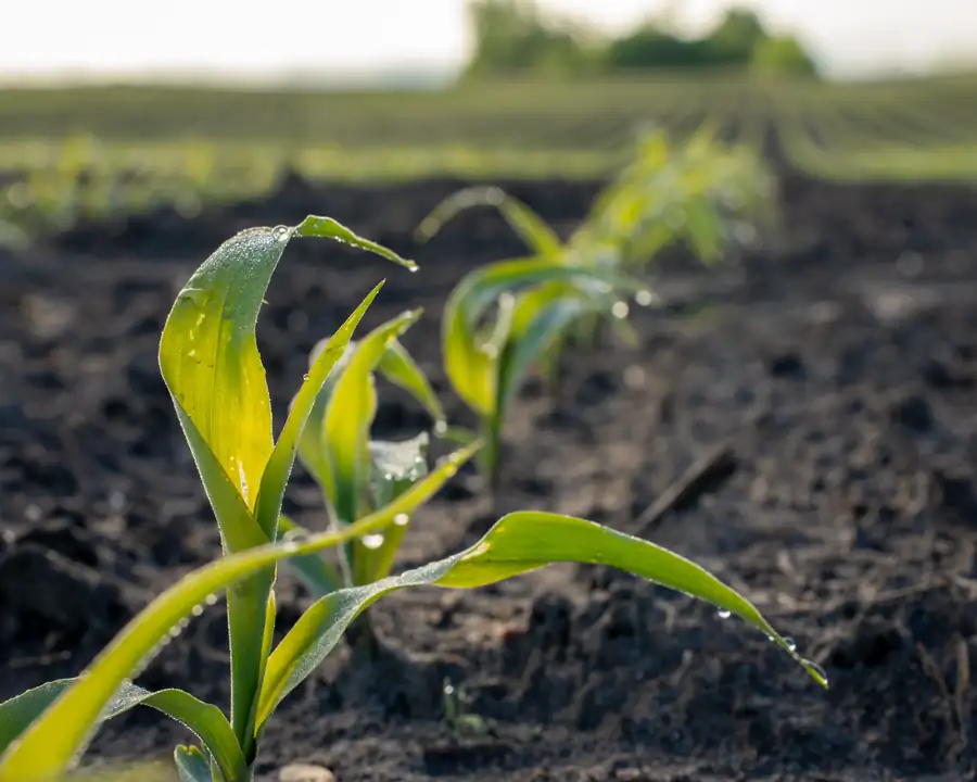 Young corn crop in rows