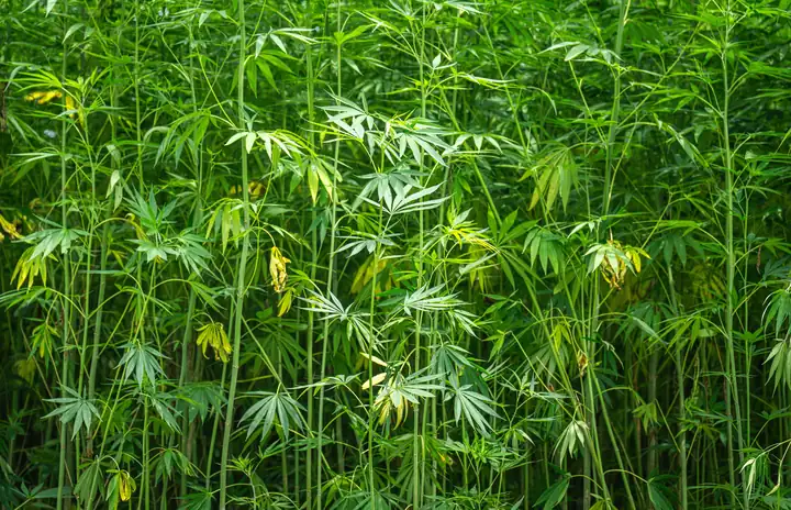 Industrial hemp