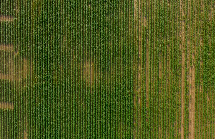 Rows of crops